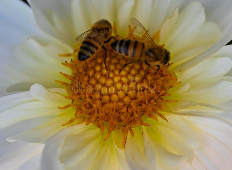 AmanUllahkhanoo's tweet photo. 🐝🌺
A cut pair of honeybees in the morning freshness 🐝🌅🌺 dancing sweetly on flowers 🌺#Good_Morning #Honeybees #सुप्रभात #Beelove #Subhah_B_Khair #Natur_Lovers #Morning_Vibes https://t.co/SGUbVgsJsK