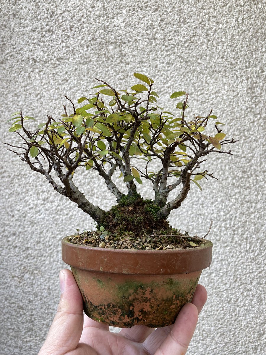 ニレケヤキです。盆栽を始めた頃に取り木をしたものですが、少し立派に