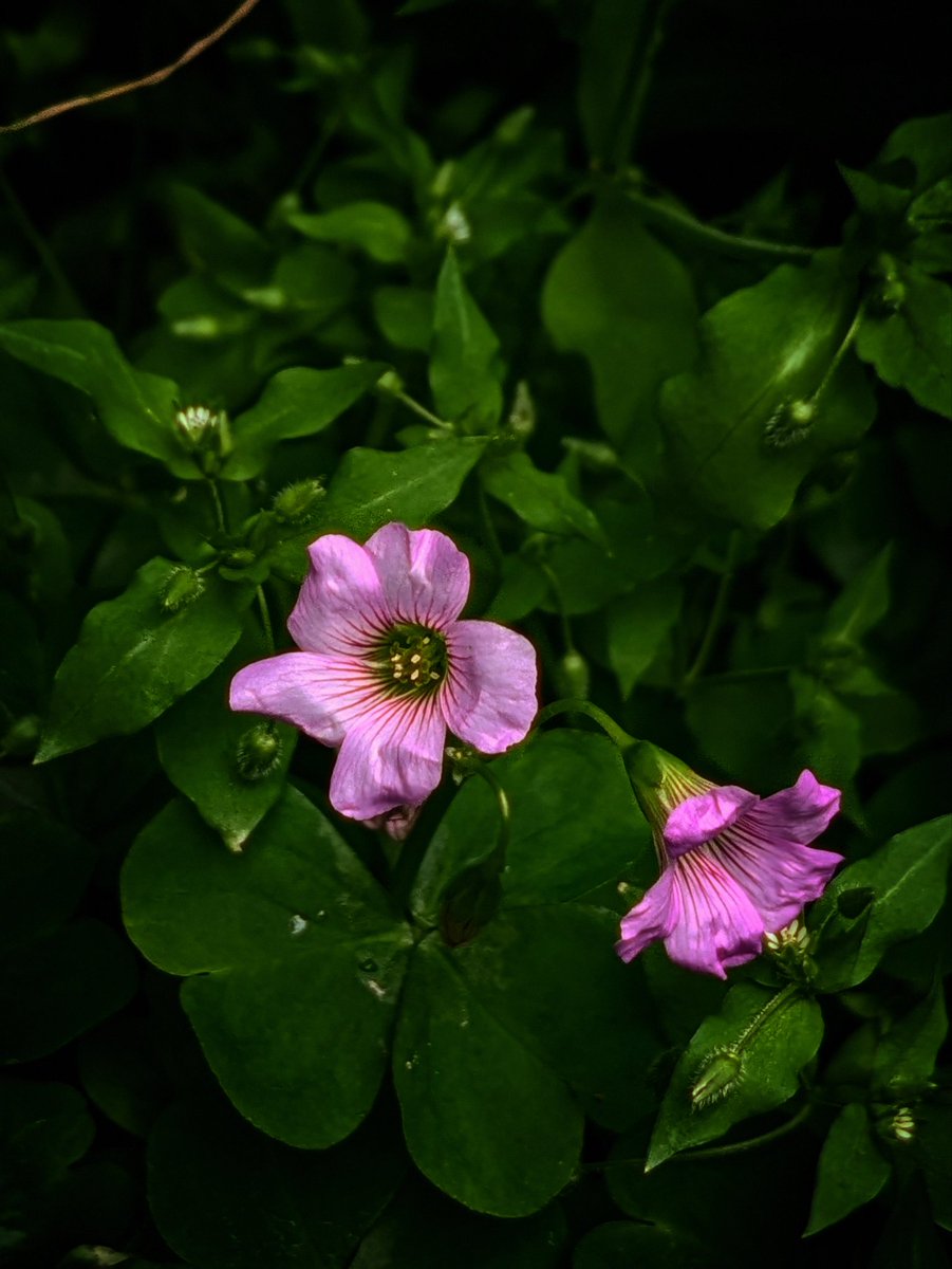 明日のために生きることを
今日のよろこびにできるなら

今をよろこぶことが
明日のよろこびにつながるのなら

#花テロ