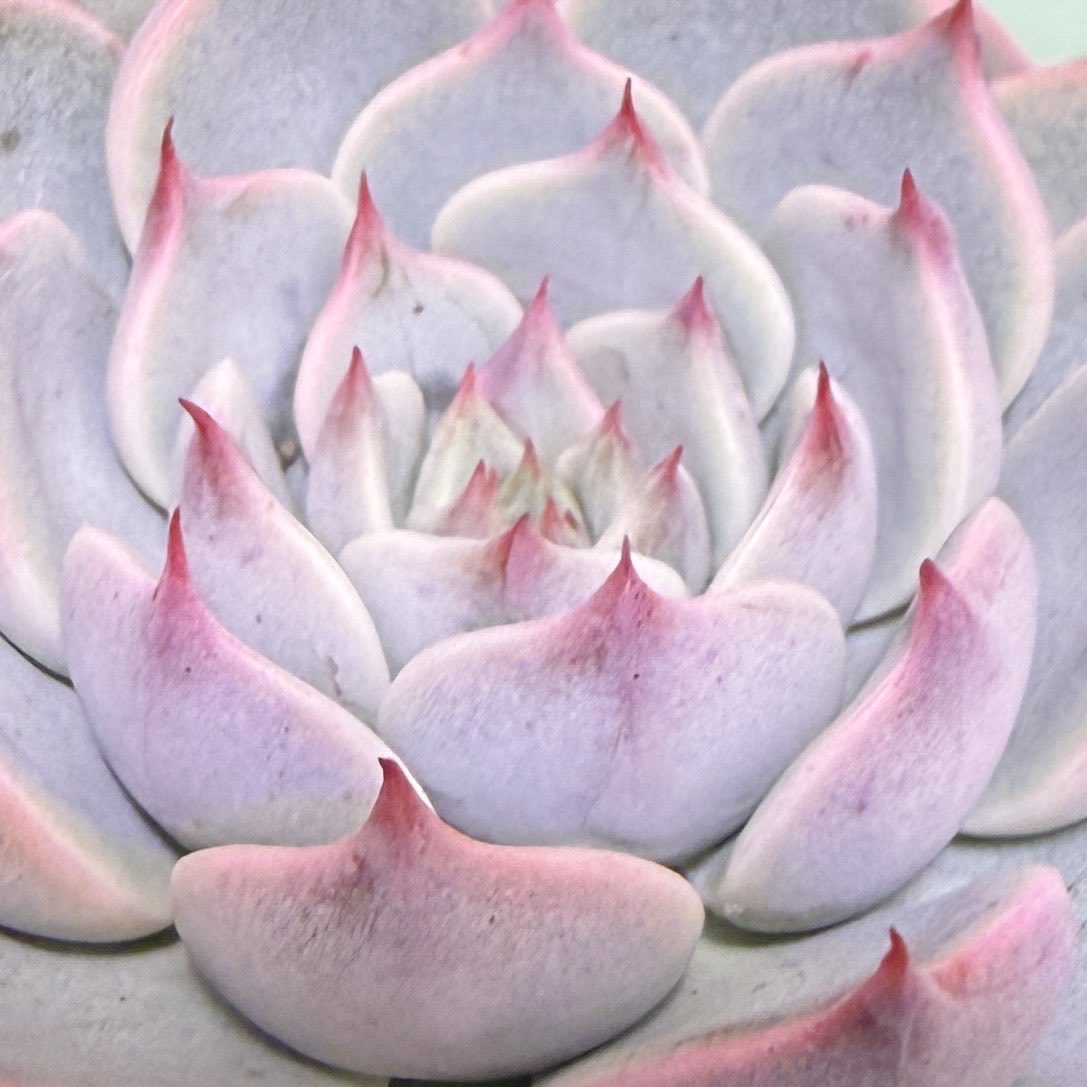 札付き♥️ヒューミリス✕ラウイ♥️変異？ hq720.jpg?sqp=-