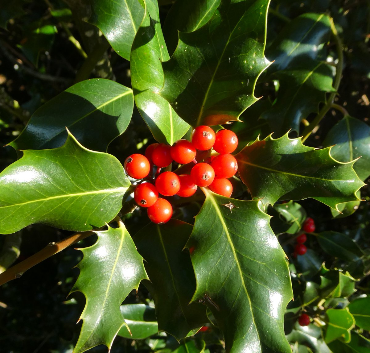 Just learnt a lovely folk tradition which links together the liturgical year 💚❤️💚
Traditionally, the holly &amp; ivy gathered now to decorate the home at Christmas is taken down on Twelfth Night &amp; then stored to be burnt in the fire that cooks the Shrove Tuesday pancakes🥞