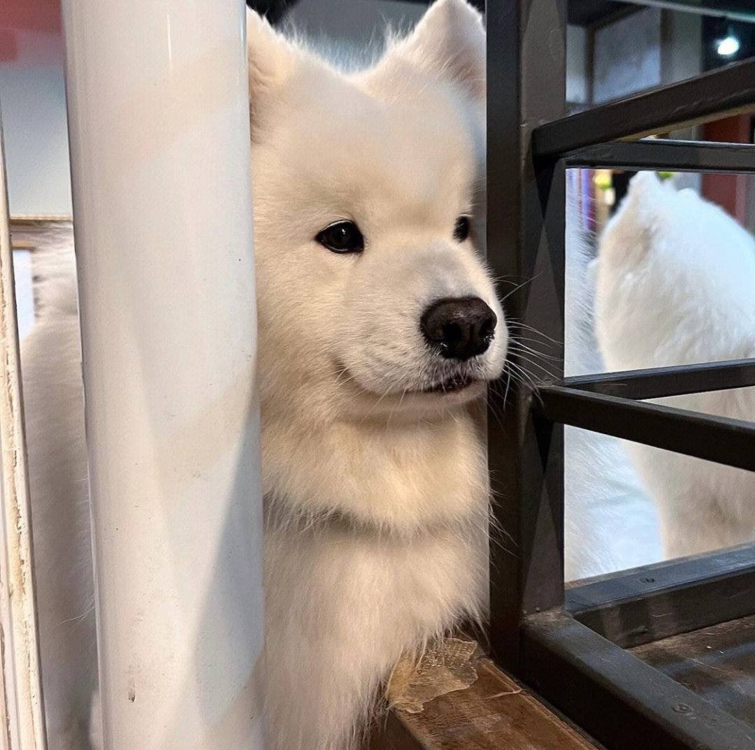 odhora7464's tweet photo. Let me out. I promise I've been fluffy enough today. 😁🤣 https://t.co/rCztI1Ah0n