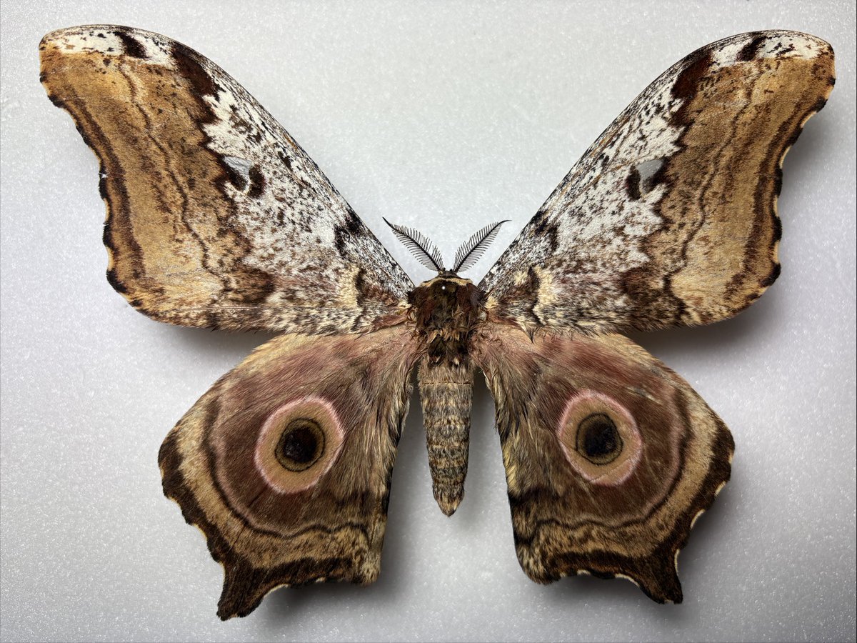 M0 (@mom0mom0mom0m00) / Posts / X