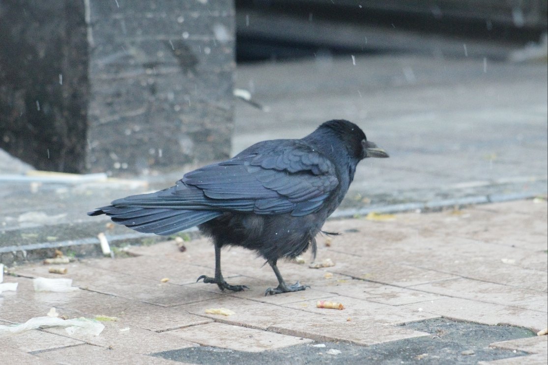 crow_research's tweet photo. 今朝のアホ毛ボソさん。
#カラス #ハシボソガラス #corvus_corone #Carrion_crow #アホ毛 https://t.co/QU8OFVA61v