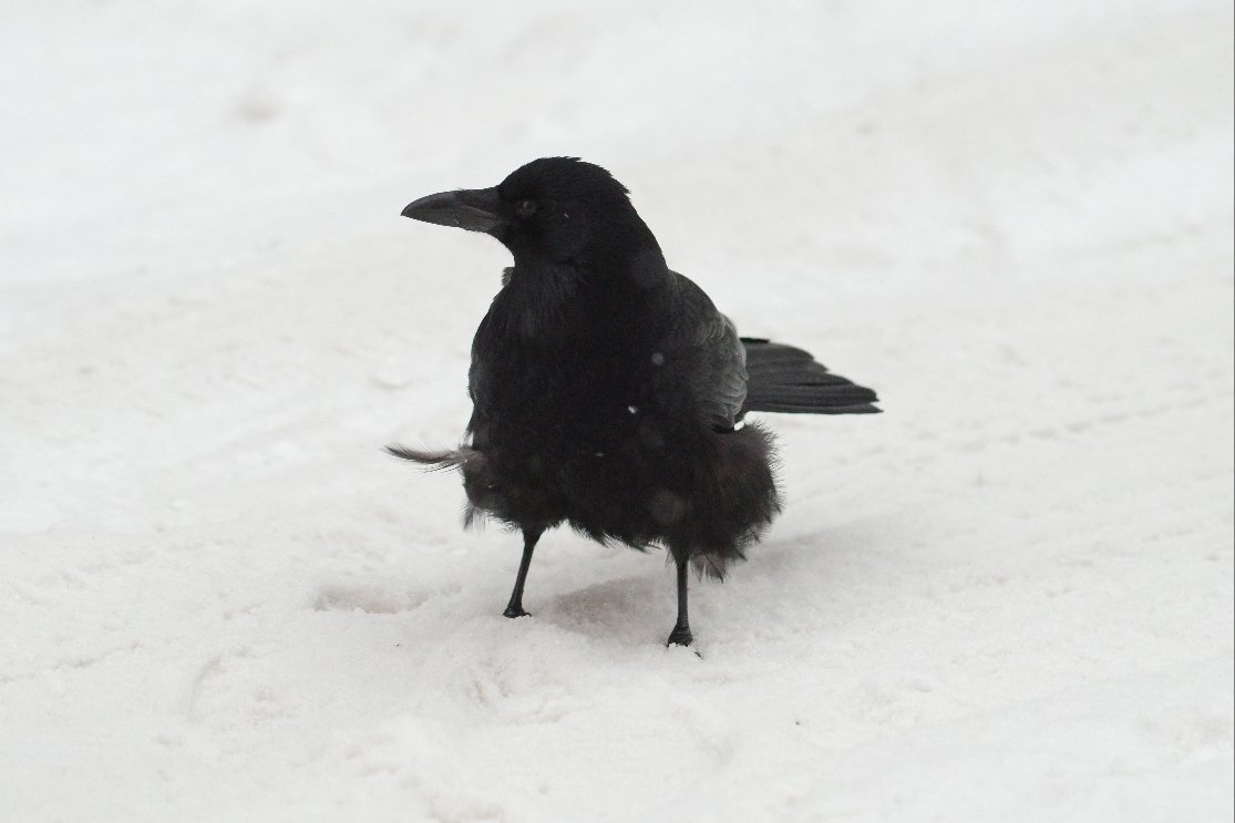 crow_research's tweet photo. 今朝のアホ毛ボソさん。
#カラス #ハシボソガラス #corvus_corone #Carrion_crow #アホ毛 https://t.co/QU8OFVA61v