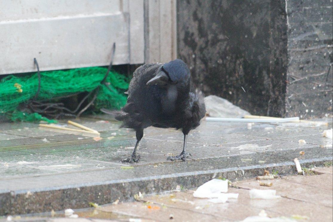 crow_research's tweet photo. 今朝のアホ毛ボソさん。
#カラス #ハシボソガラス #corvus_corone #Carrion_crow #アホ毛 https://t.co/QU8OFVA61v