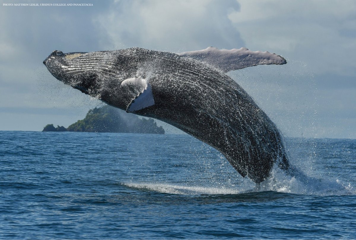 Science Magazine tweet media