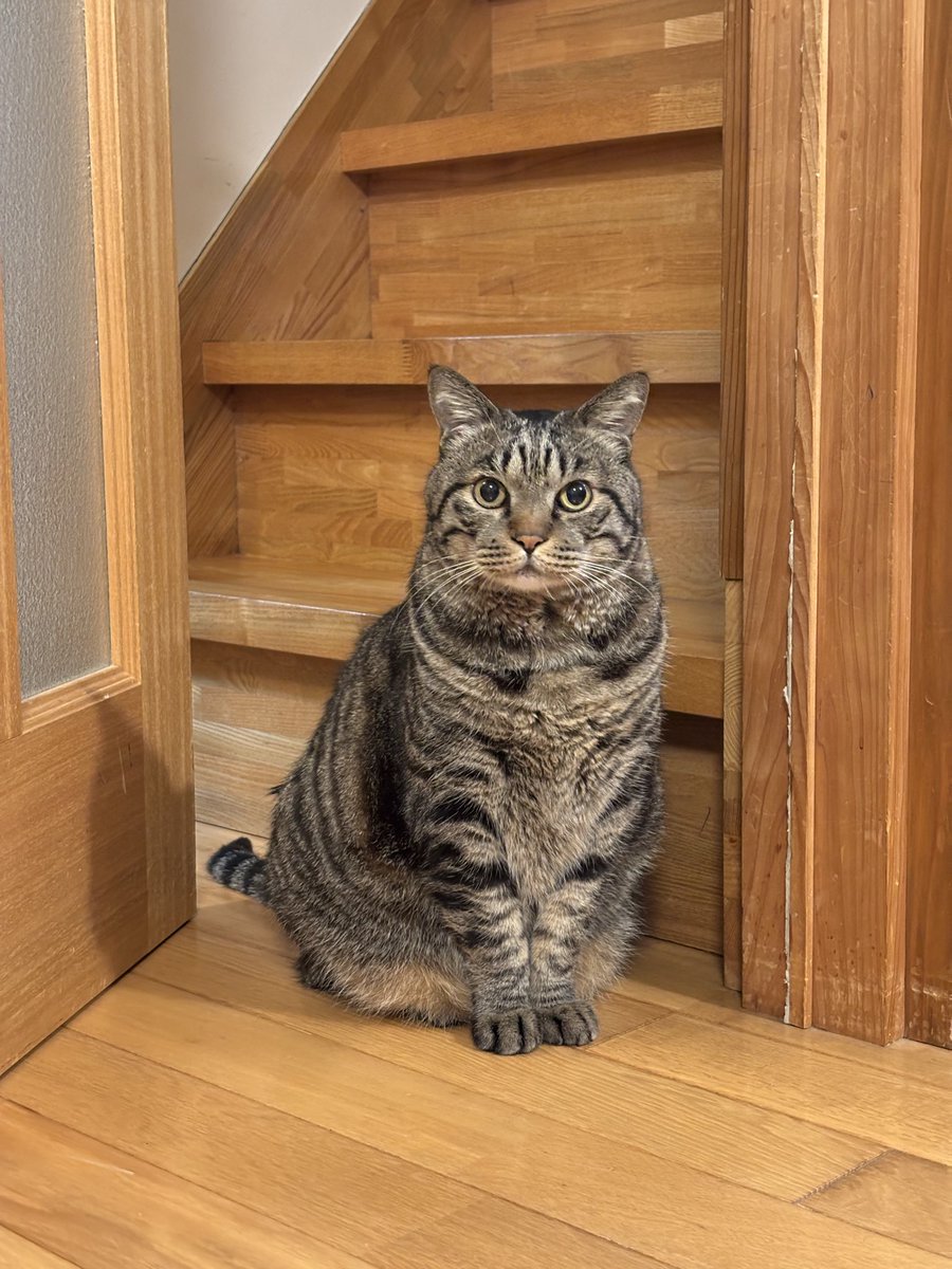 キジトラ虎三郎 (@TH82624015) / Posts / X