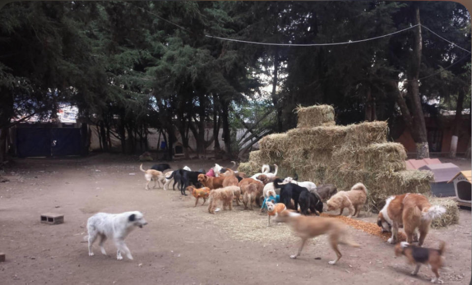 Amigos ¿nos echan la patita compartiendo este post para que llegue a los angelitos correctos por fa?? 🙏🏼🙏🏼 Mil gracias!

Hola amigos!!! Hemos tenido temperaturas muy bajas, y necesitamos comprar nuestra pajita. Por favor, envíennos patitas solidarias para comprarla y pasar