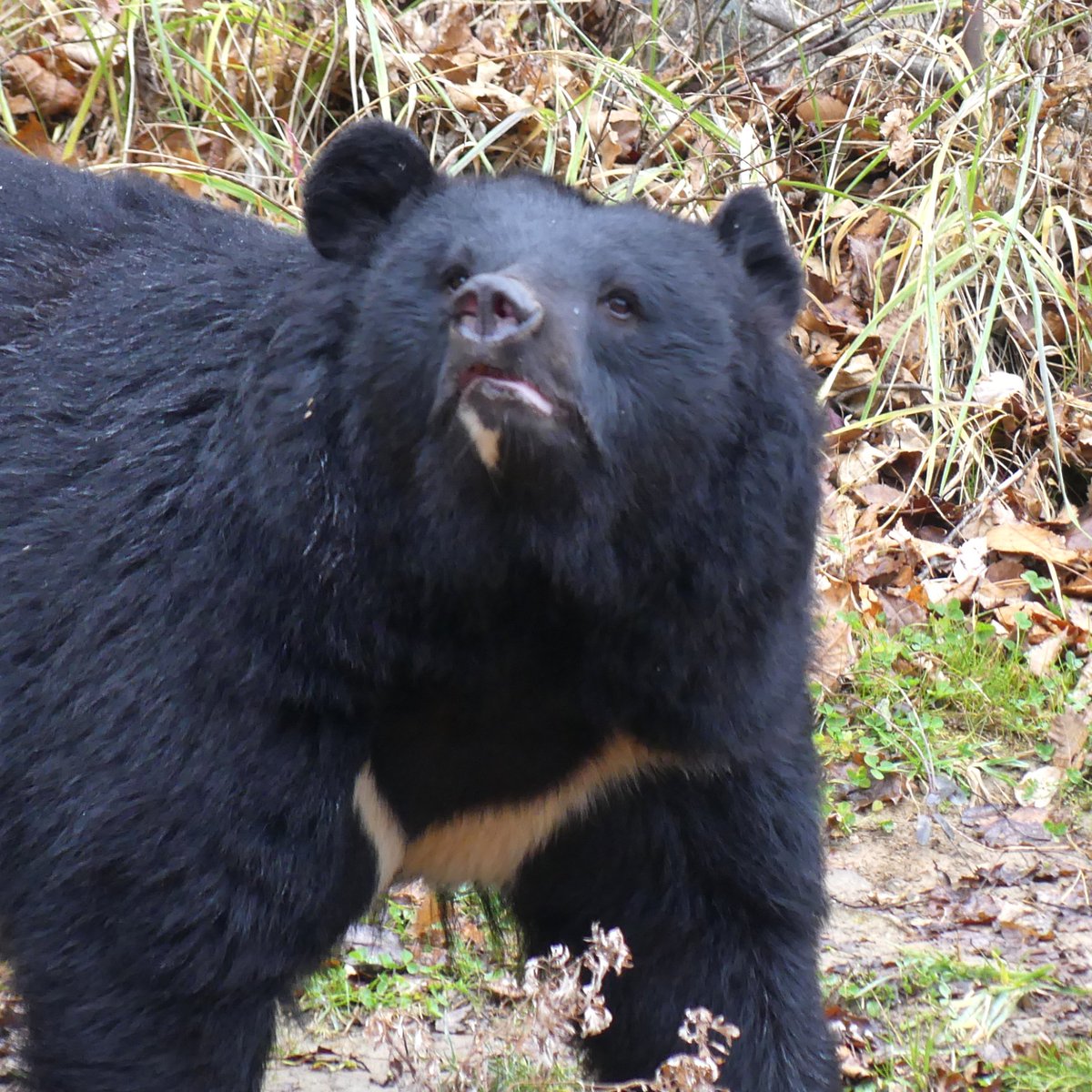202511🐾盛岡市動物公園 ZOOMO⑫ （盛岡市新庄） 里山エリア🍀ニホン
