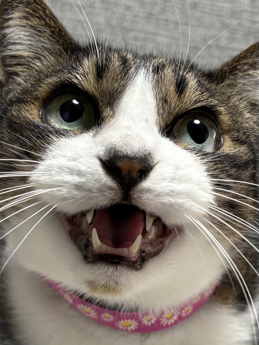 みふゆ(三冬) (@mifuyu_916) / Highlights / X