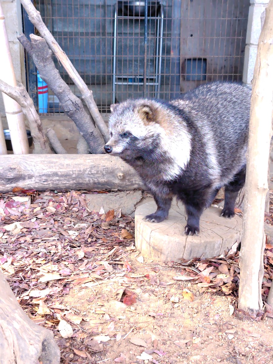 たぬきち　no3 たぬきち no3 たぬき on X