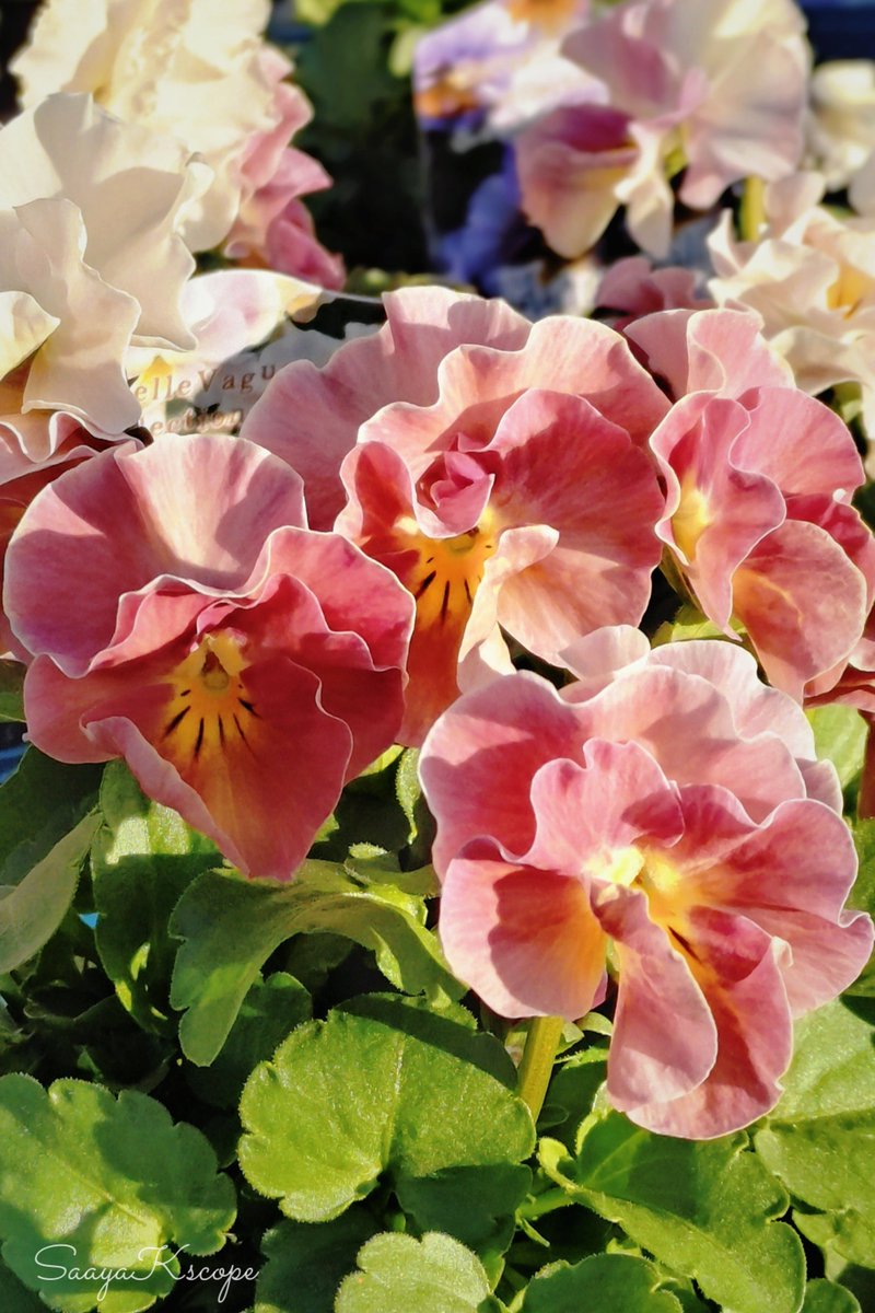 Flowers Community on X - 139.5K Members