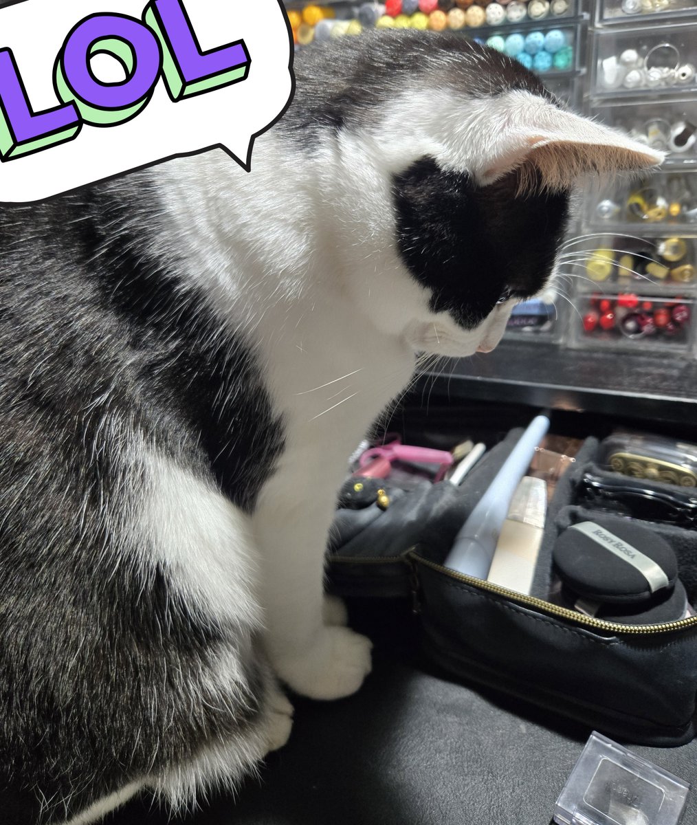 化粧中もずっと隣にいる猫