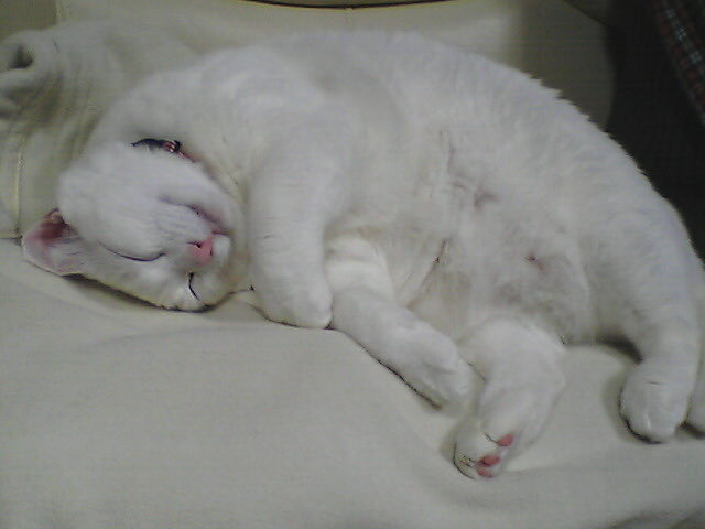 幸せそうでなにより🤭 #すえぞぅさん（当時5歳7ヶ月） #白猫 #21年前の