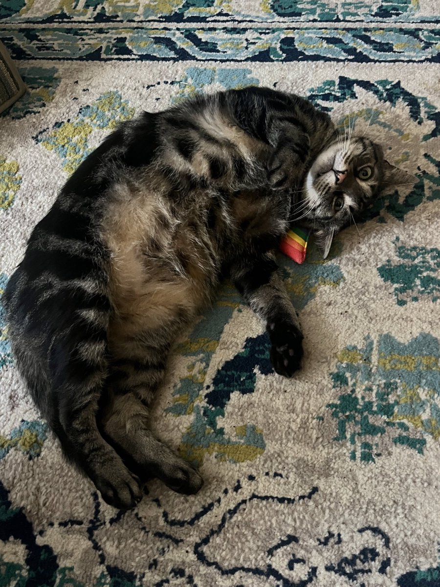 shrimply having a wonderful fishmas time
