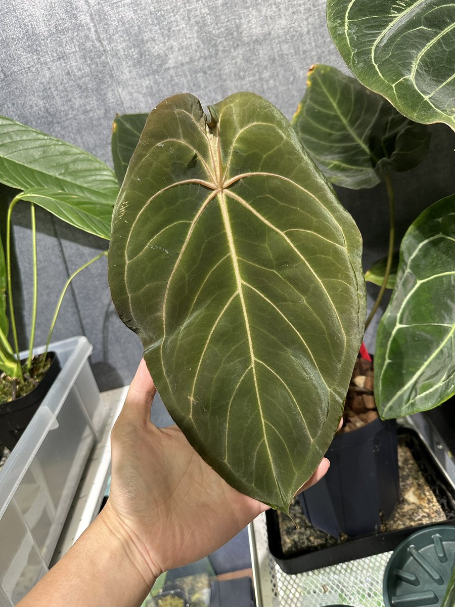 Masaya様 Masaya👩🏽🇯🇵 (마사야)【AGE,M&R】 (@AGE_MASAYA_) / Posts / X