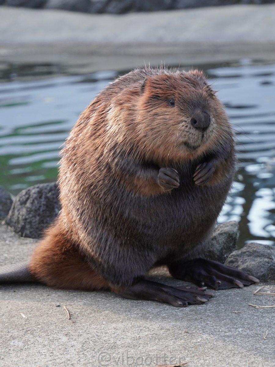 牛蒸御飯 (@koki08186863) / Posts / X