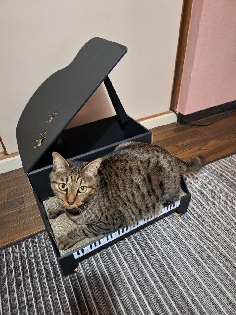 HIROSHI “fatfree”MATSUMOTO (@DashioJp) / Posts / X