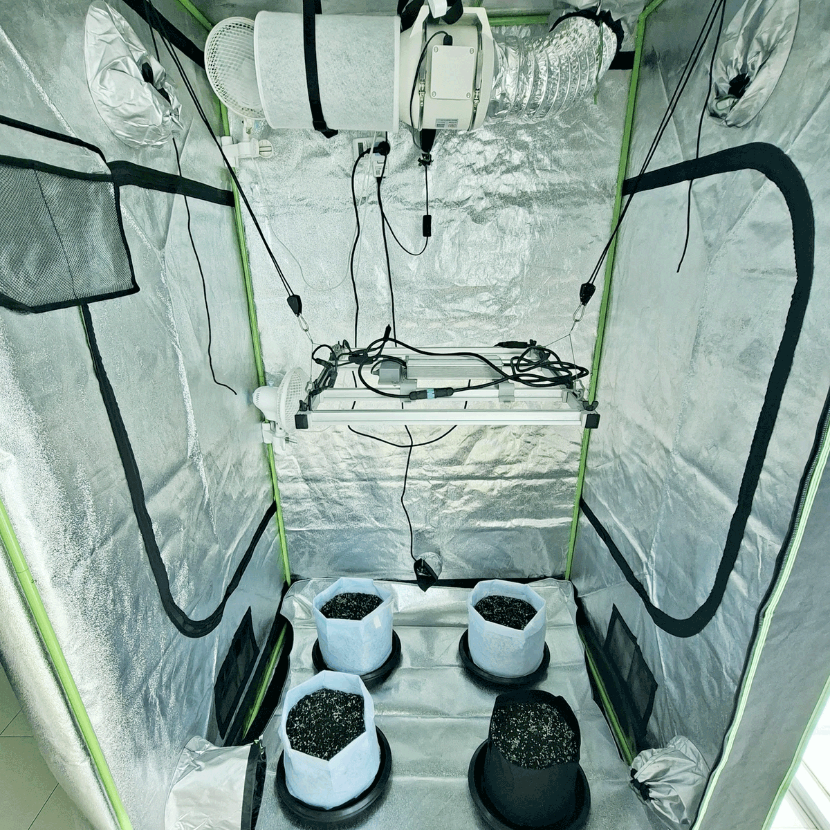 Green Ghost 🌿👻 tweet media