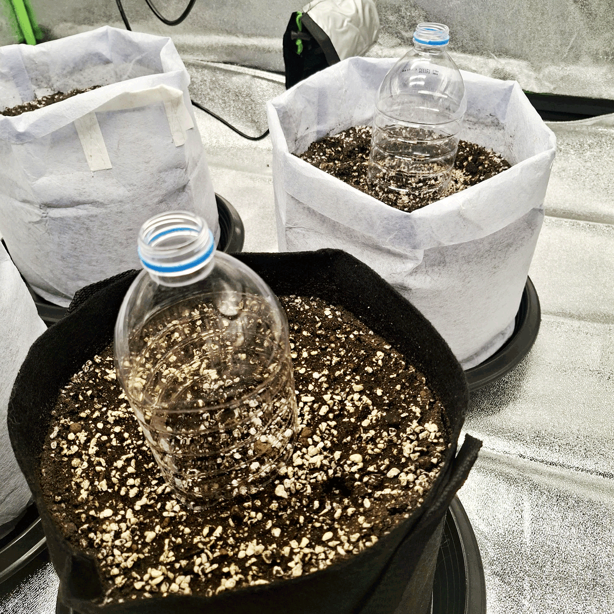 Green Ghost 🌿👻 tweet media