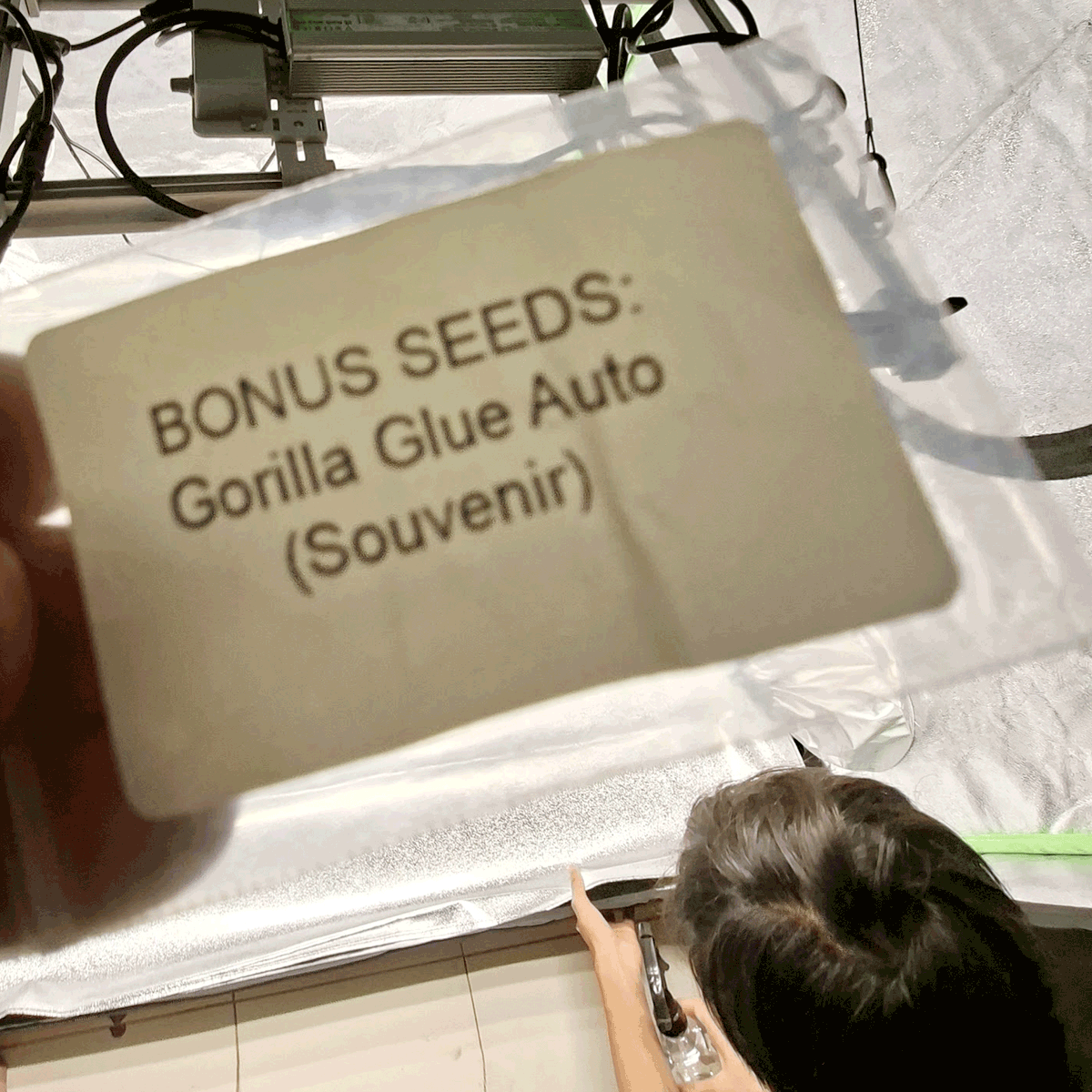 Green Ghost 🌿👻 tweet media