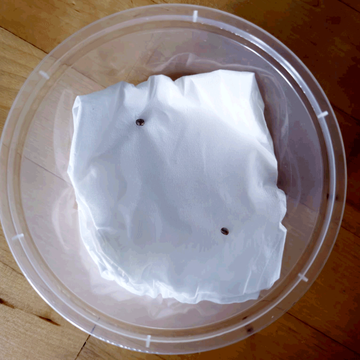 Green Ghost 🌿👻 tweet media