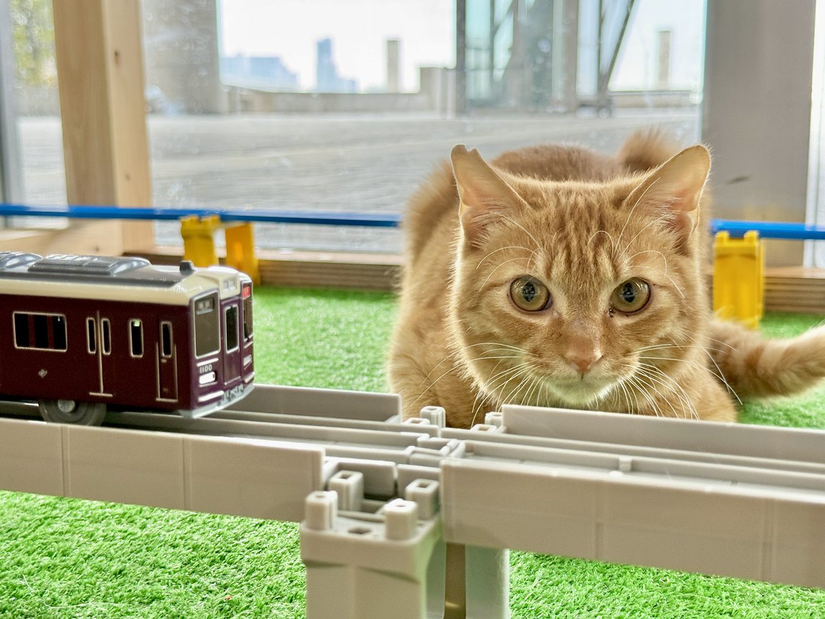 待ってるニャン✌️😸