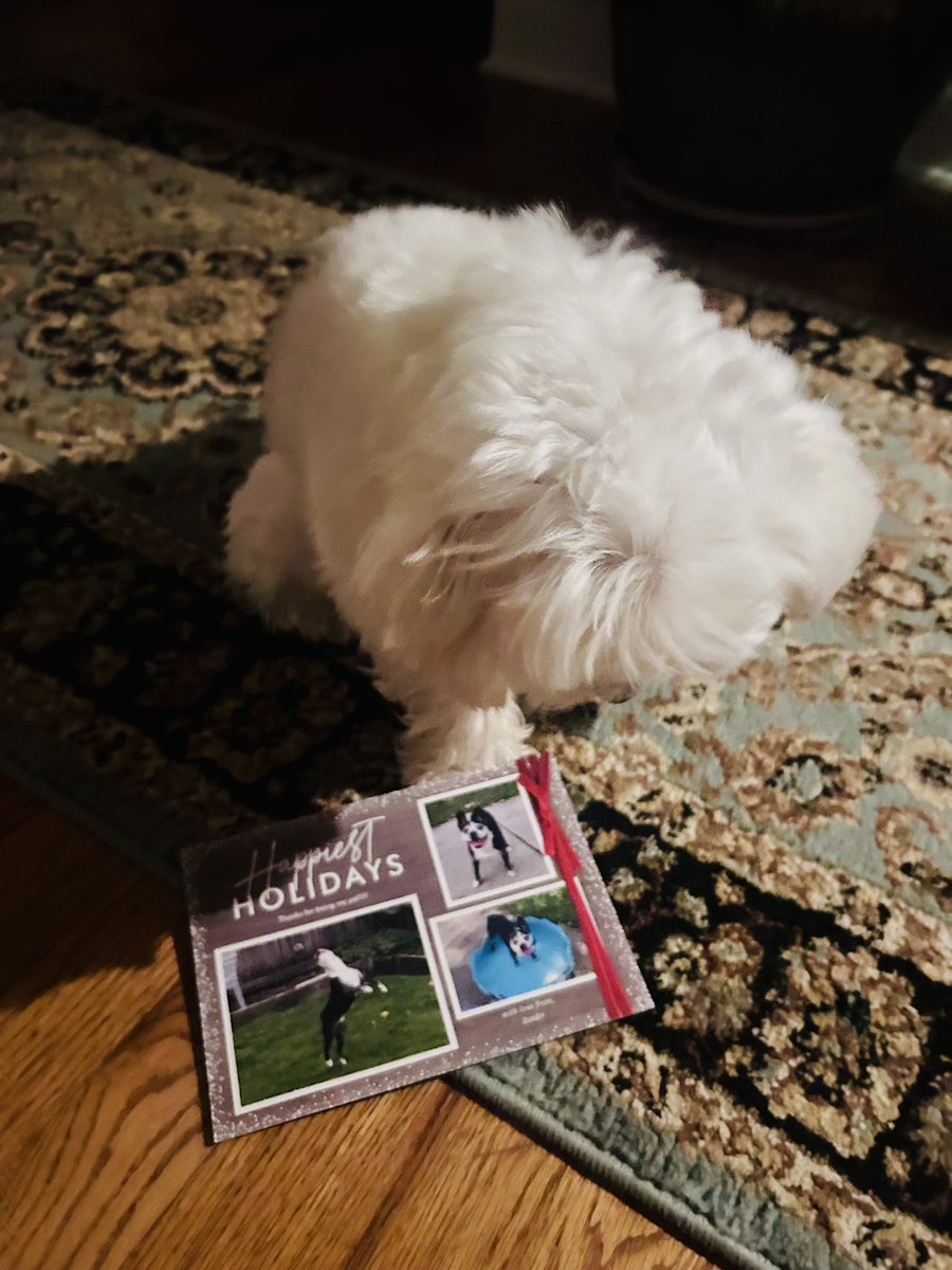 When Mama opened dis card and saids it was from my fren Zander 
<a href="/Zandermanderth1/">Zandermanderthebt</a> ise was so excited to see my pal! Me keep da card for a longs time before me let hers takes it. Thank you so much and ise knows Santa Paws 🎅🏻 will bring frow it presents (get ready Mama) ❤️💚🎄