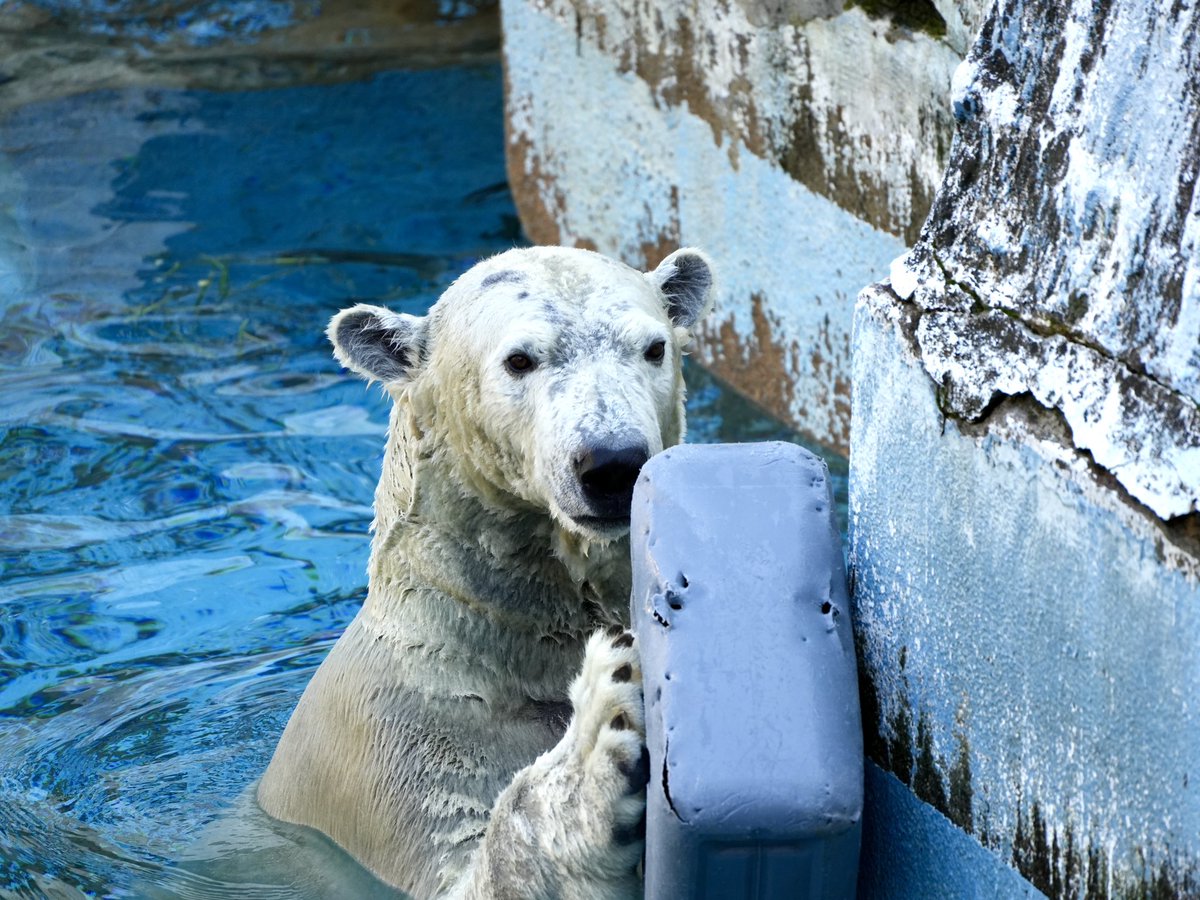 🐻‍❄️右手はそえるだけ…

2025.12.13.📷

#ホウちゃん 
#ホッキョクグマ 
#天王寺動物園 
#まいにちホウちゃん