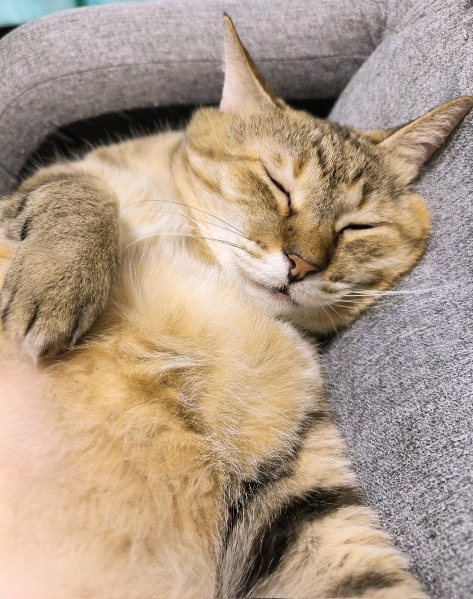 【ぴぴちゃん様♡ご確認ページ】 最高ニャー✌️💤