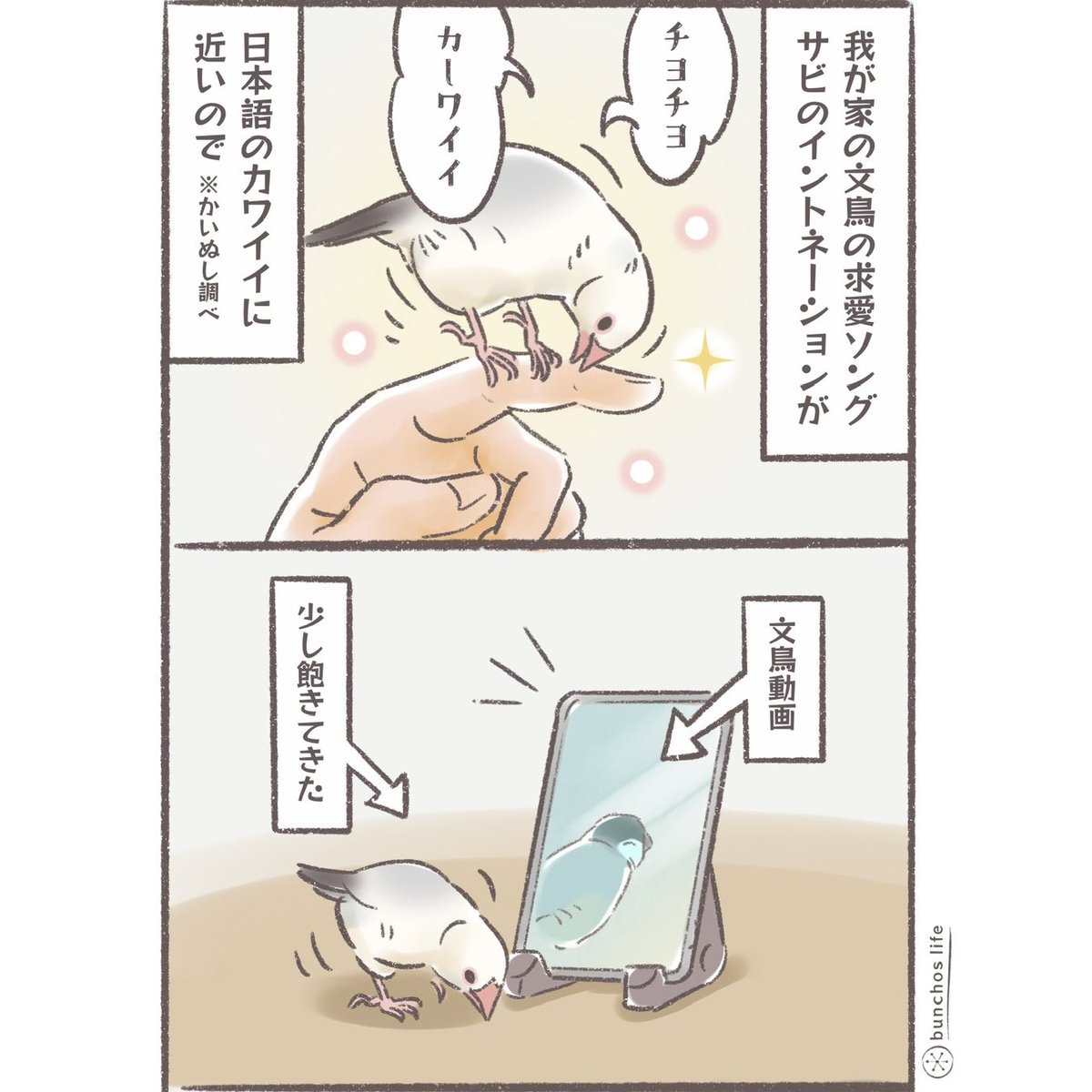 カワイイは万国共通
#文鳥 
#4コマ漫画 

※2026カレンダー販売中!
詳しくは固定ポストをご参照ください✨ 
