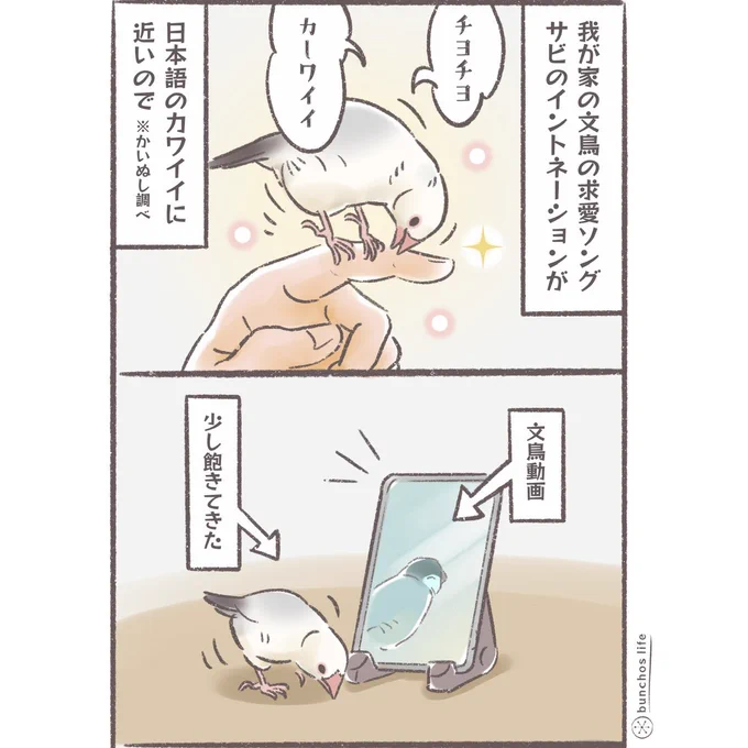 カワイイは万国共通
#文鳥 
#4コマ漫画 

※2026カレンダー販売中!
詳しくは固定ポストをご参照ください✨ 