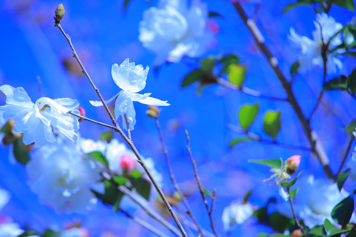 リハビリがてらカメラ片手に近所散歩してたらたまたま撮れた花の妖精