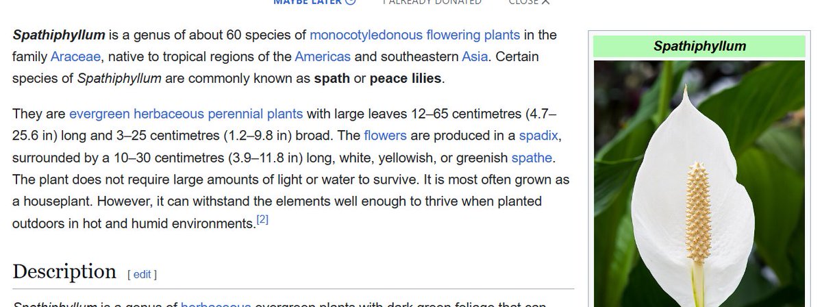 I never knew that this was a thing until today

Spathiphyllum

I only ever chose this name because it is the Greek word for "Sword" lol.