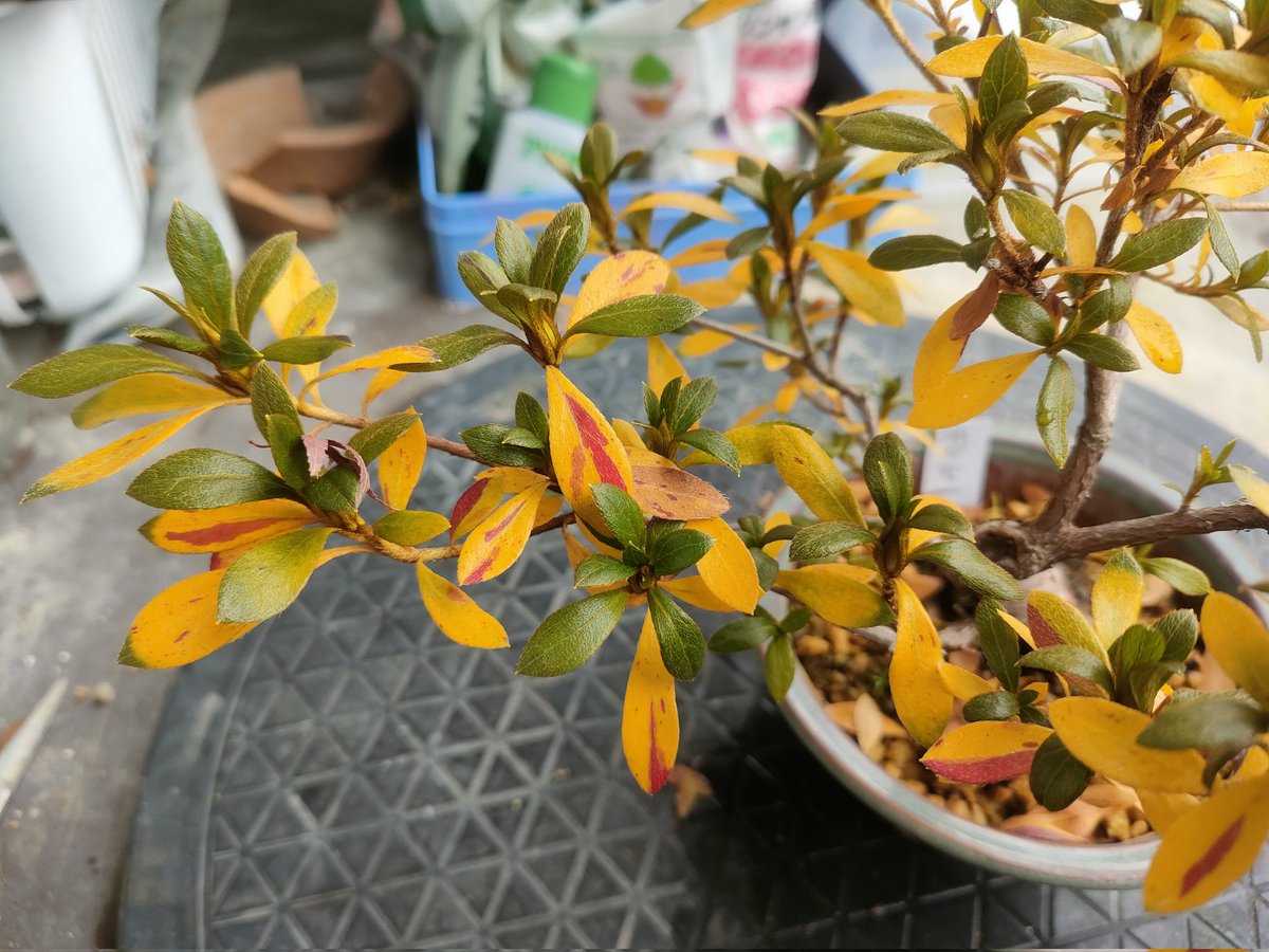 盆栽 #さつき えーっとこの子は #明日香 あすかは花も葉も大きい花物