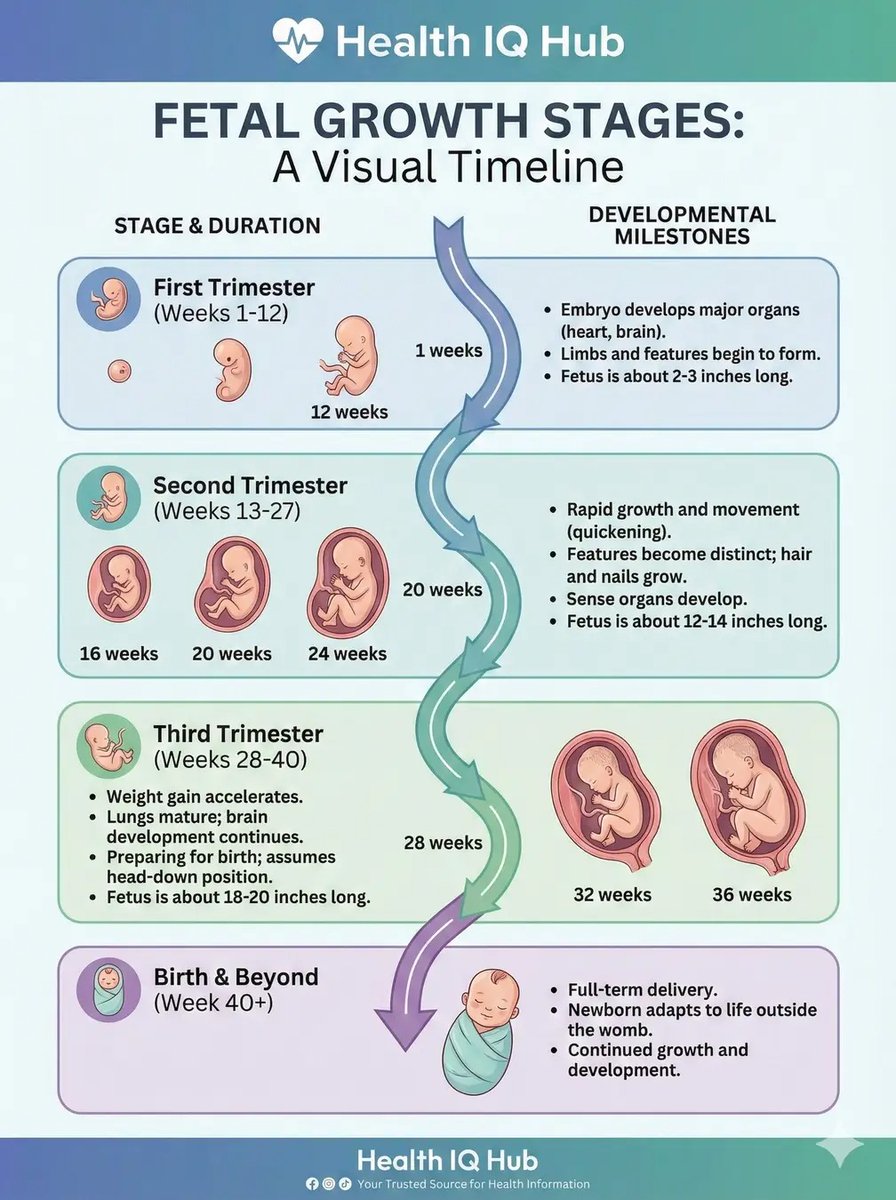 iambashartmasih's tweet photo. Fetal growth stages:- https://t.co/yLEKvem1Nr