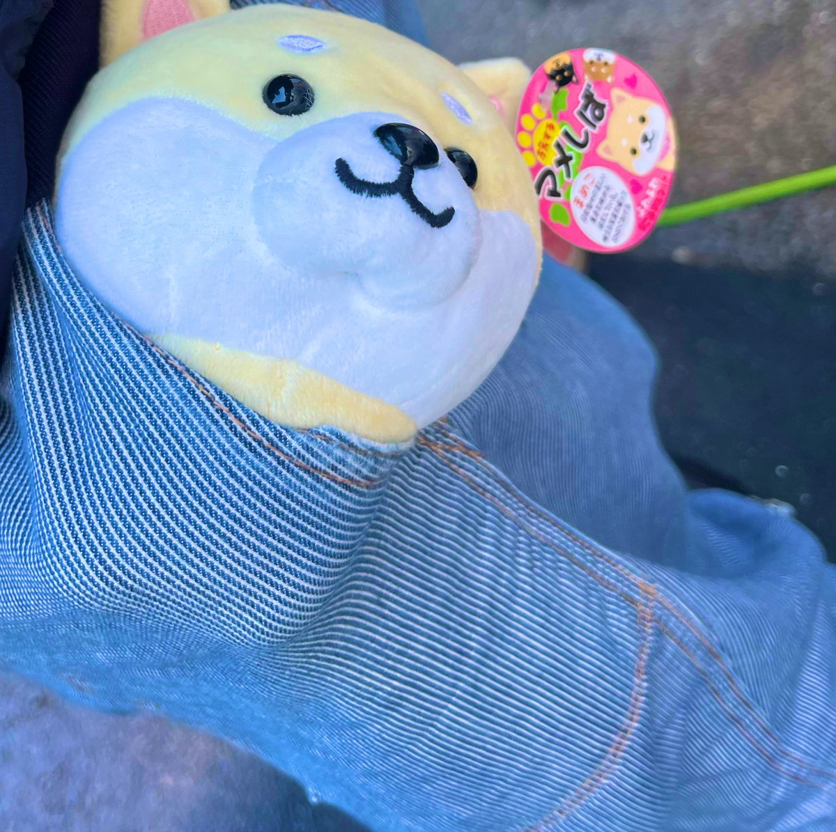 chopa_126's tweet image. 🐾
この前 久しぶりにバイクちょい乗り
最高に気持ち良い~~

コンビニで若い子供連れ夫婦に写真撮っても良いですか？って言われてパシャリ📸

子供さん2人が🏍に乗って騒いでるの見て ホッコリしました。

仮面ライダーの🏍みたいって言われた…
#柴犬 #HONDA #CBX #旧車