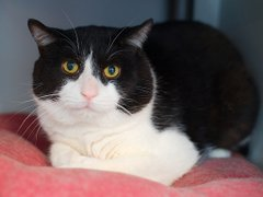 PeterAskin1's tweet image. This handsome boy is running out of time
&amp;amp; from death row the Duke of York must climb!
Possible death date now on 12/16 it's true
so his only chance is help from me &amp;amp; you!
If in old #NewYork adopt if you please
or pledge &amp;amp; we'll save him with ease!
Tag @AdamsPaulGrimke with…