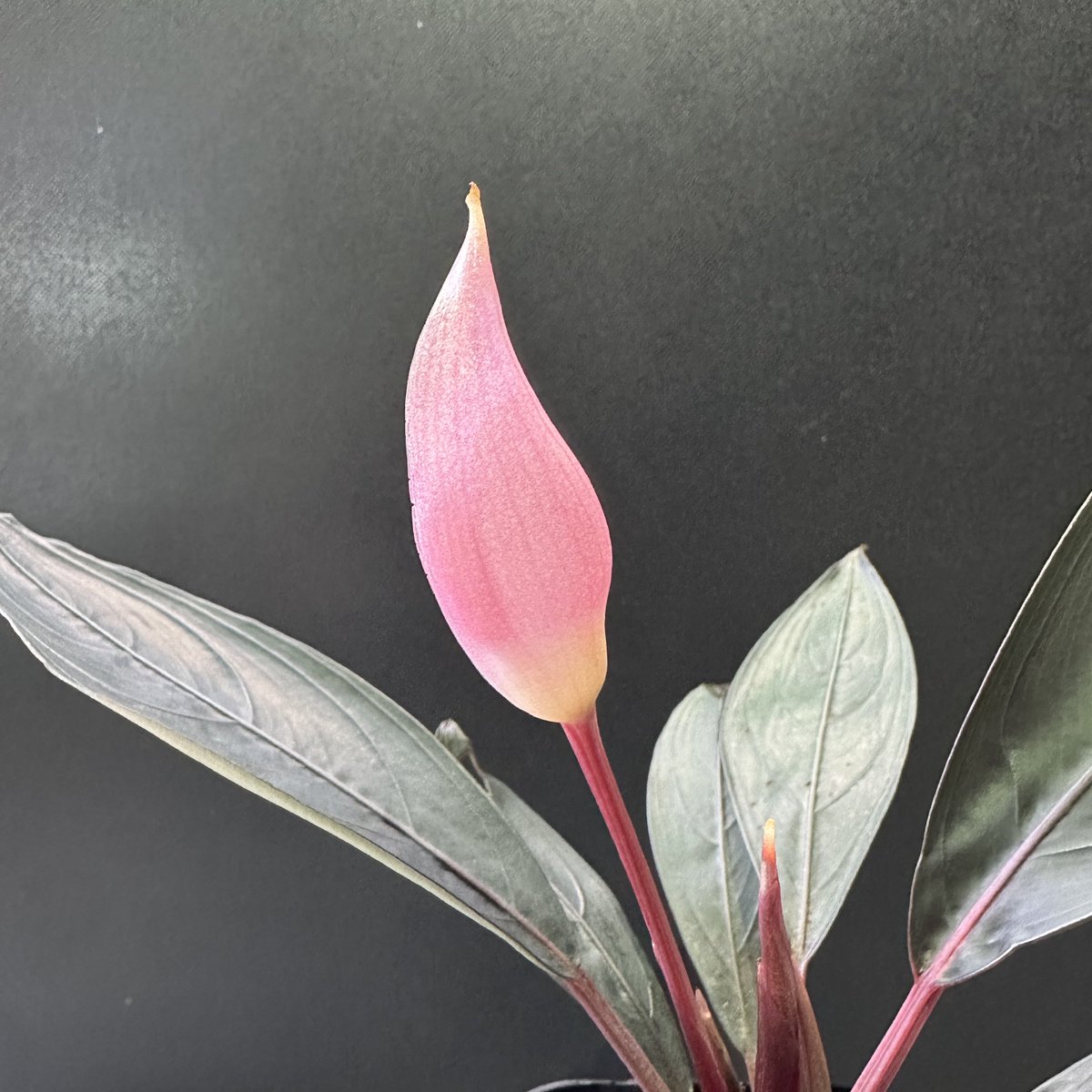 (June) ブセファランドラ 楽天市場】（水草）ブセファランドラsp．ムラウィ ネーヴェ（水上葉