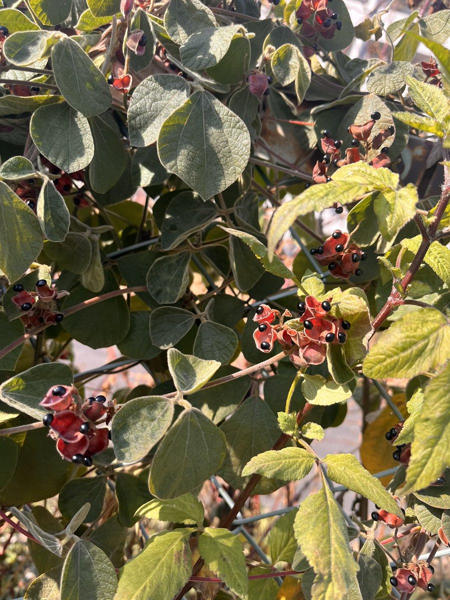 謎の実の成る植物
なんだろう？

Googleこういう時便利ね