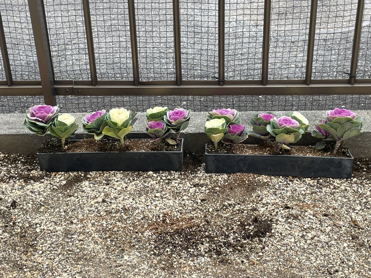 welcomecat88's tweet photo. 葉牡丹植えた
これでよかったのかな？
プランターが小さいから心配 https://t.co/8eogszv7wg