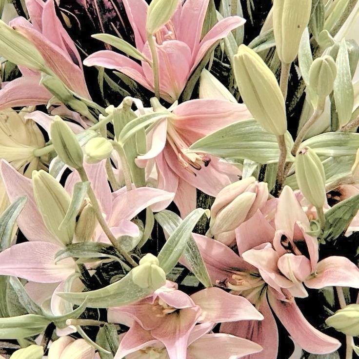 kasiboos's tweet image. whatsapp: bit.ly/catlish-wa
1st &amp;amp; testi: @efforctless