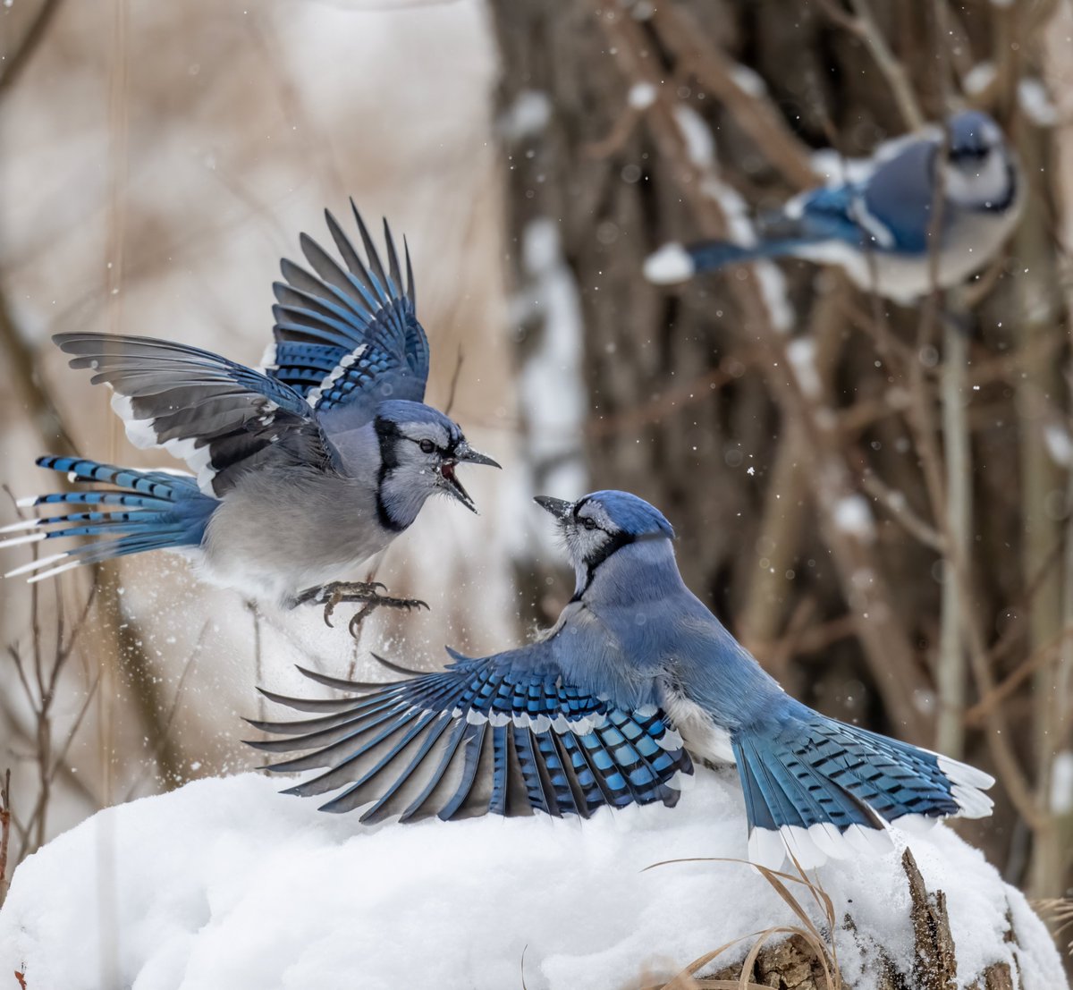 JocAPhotography's tweet image. Some days I don't see much on the trails, especially on cold days, but I can always count on the Blue Jays to bring color and zesty action.