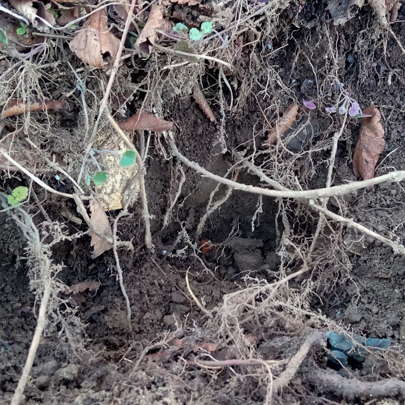 根っこ付き確認画像です♪ これはヤツ🐗が来た痕跡 木の根っこ や 土の中のミミズ🪱とかを探して