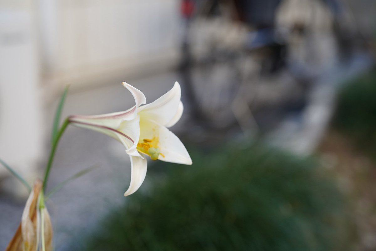 今日は久しぶりに仕事で撮影あるから
カメラとプレッシャーで肩ちぎれそう…

でも、こんな時期でも綺麗に咲いてるユリ見つけられた。

誰かが頑張ってると私も頑張れる気がする。
みんなもそう思うかな？