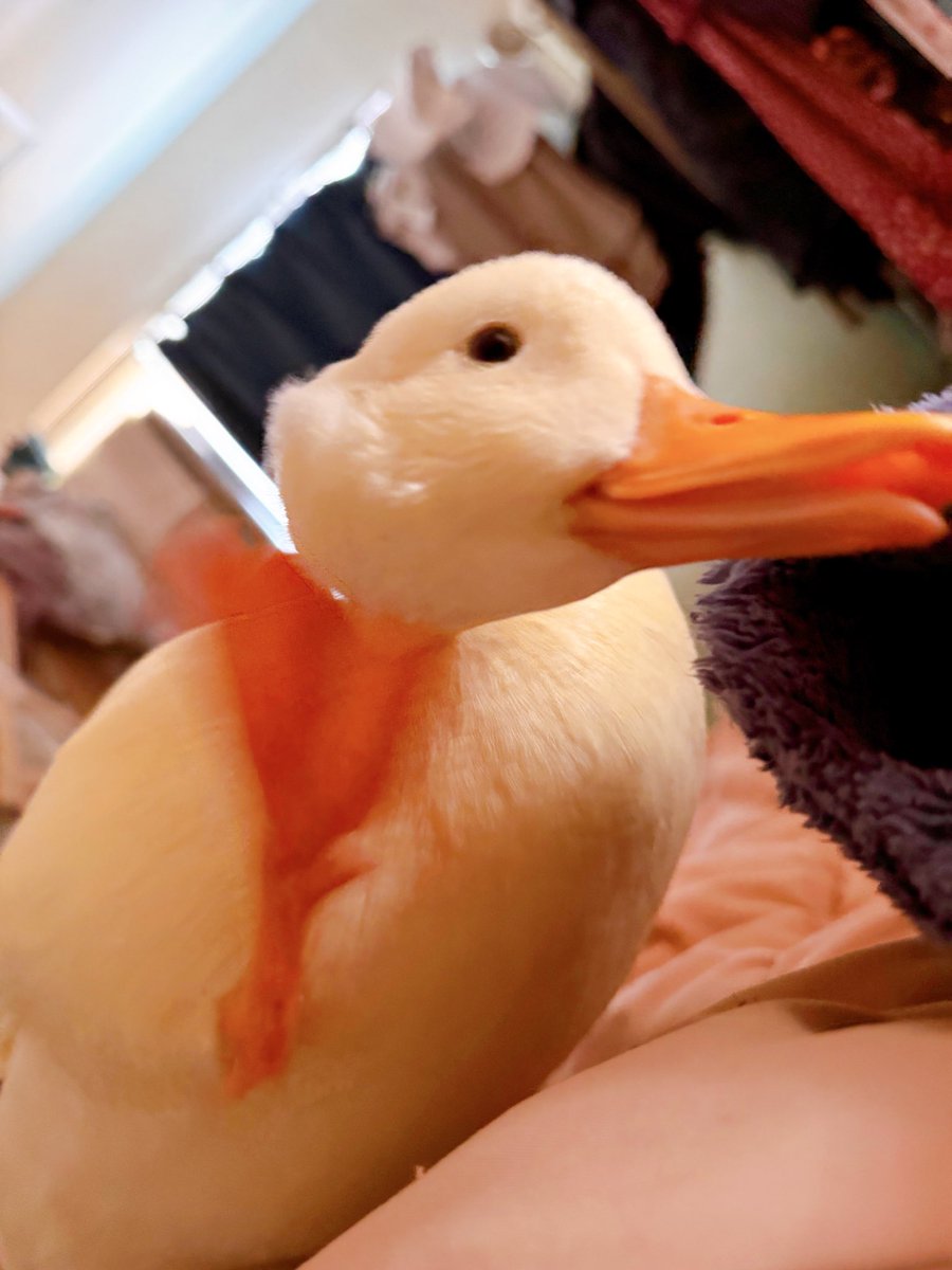 コールダック うーちゃんはコールダック (@duck_udon0629) / Posts / X