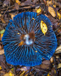 “I HEARD the Stephanopus azureus. Fungi just tell you where they are. 
You get a call-out from them. 
If you know how to listen.”
Robert Macfarlane’s 
Is A River Alive?