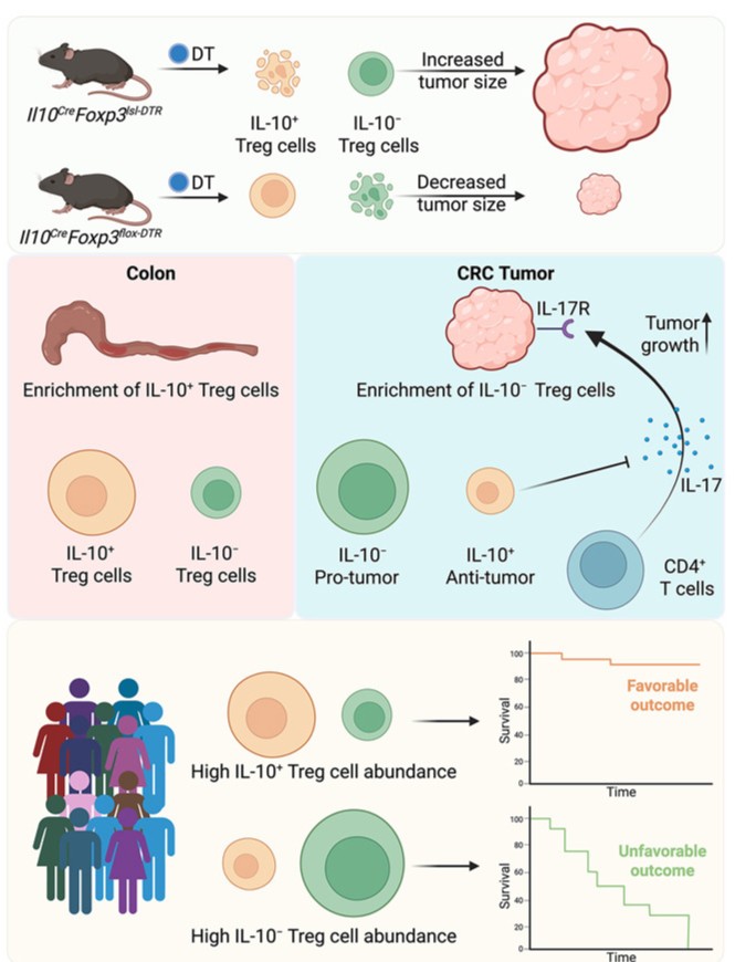 Immune Regulation News tweet media