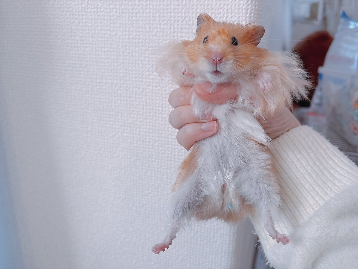 飛んでたから捕まえた